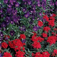 Quartz XP Scarlet Verbena Landscape