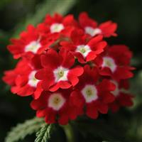 Quartz XP Red with Eye Verbena Bloom