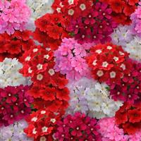 Quartz XP Valentines Mix Verbena Bloom