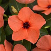 Tattoo™ Orange Vinca Bloom