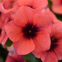 Tattoo™ Papaya Vinca Bloom