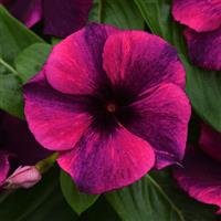 Tattoo™ Black Cherry Vinca Bloom