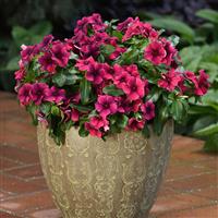 Tattoo™ Black Cherry Vinca Container