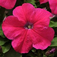 Ez Rider® Rose Petunia Bloom