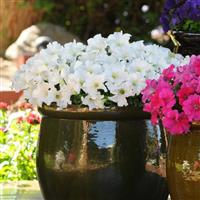 Ez Rider® White Petunia Container