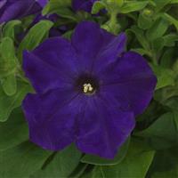 Ez Rider® True Blue Petunia Bloom