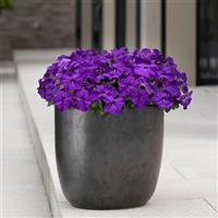 Ez Rider® True Blue Petunia Container