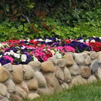 Ez Rider® Mixture Petunia Landscape