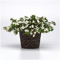 Galactic Mist White Bacopa Container