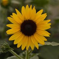 Always Sunny Gold Sunflower Bloom