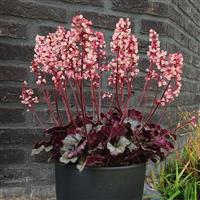 Heuchera Heucherette™ Pink Bloom