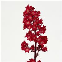 Heuchera Heucherette™ Red Bloom