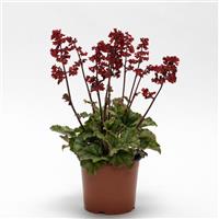 Heuchera Heucherette™ Red Container