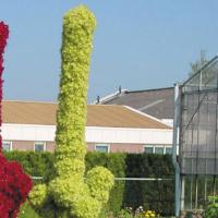 Tower Green Amaranthus cruentus Bloom