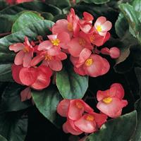 Dragon Wing® Pink Begonia Bloom