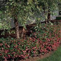 Dragon Wing® Pink Begonia Commercial Landscape 2