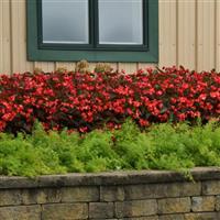 Dragon Wing® Red Bronze Leaf Begonia Landscape