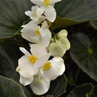 Dragon Wing® White Bronze Leaf Begonia Bloom