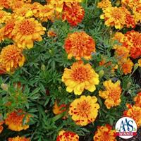 Bonanza™ Bolero French Marigold Trials