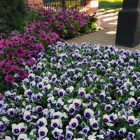 Sorbet® XP Beaconsfield Viola Landscape