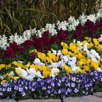 Sorbet® XP Delft Blue Viola Landscape