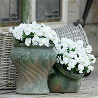Sorbet® XP White Viola Container