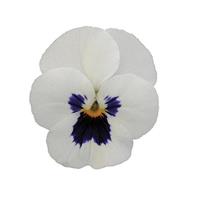 Sorbet® XP White Blotch Viola Bloom