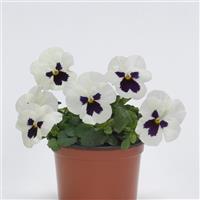 Sorbet® XP White Blotch Viola Container