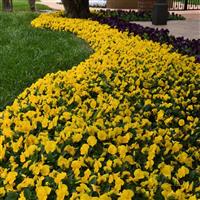 Sorbet® XP Yellow Viola Commercial Landscape 1