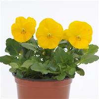 Sorbet® XP Yellow Viola Container