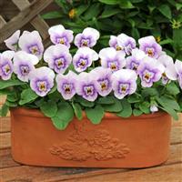 Sorbet® XP Pink Halo Viola Container