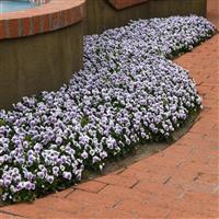 Sorbet® XP Pink Halo Viola Landscape
