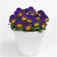 Sorbet® XP Morpho Viola Container