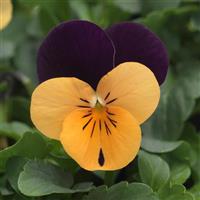 Sorbet® XP Orange Jump Up Viola Bloom