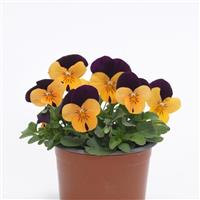 Sorbet® XP Orange Jump Up Viola Container