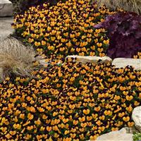 Sorbet® XP Orange Jump Up Viola Landscape