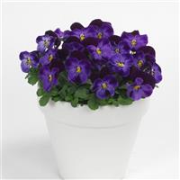 Sorbet® XP Denim Jump Up Viola Container