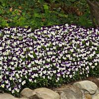 Sorbet® XP White Jump Up Viola Landscape