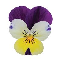 Sorbet® XP Lemon Jump Up Viola Bloom