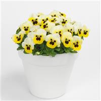 Sorbet® XP Lemon Ice Blotch Viola Container