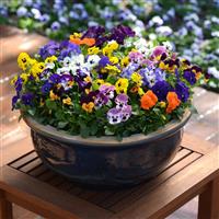 Sorbet® XP Autumn Select Mixture Viola Container