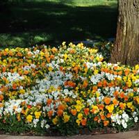 Sorbet® XP Citrus Mixture Viola Commercial Landscape 1