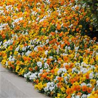 Sorbet® XP Citrus Mixture Viola Landscape