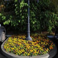 Sorbet® XP Harvest Mixture Viola Commercial Landscape 1