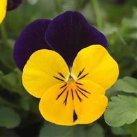 Sorbet® XP Yellow Jump Up Improved Viola Bloom