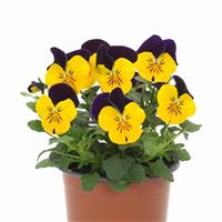 Sorbet® XP Yellow Jump Up Improved Viola Container