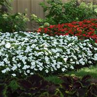 Beacon® White Impatiens Commercial Landscape 1