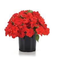Beacon® Bright Red Impatiens Container
