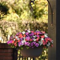 Beacon® Pearl Island Mixture Impatiens Basket