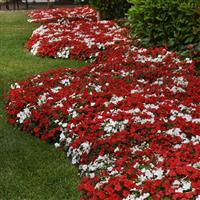 Beacon® Cape Pine Mixture Impatiens Commercial Landscape 1